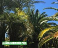 Las Vegas Palm Tree Trimming Pros image 3